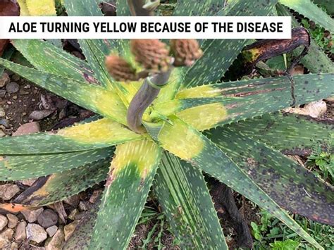 Why Is My Aloe Plant Turning Yellow Causes With Fixes World Of