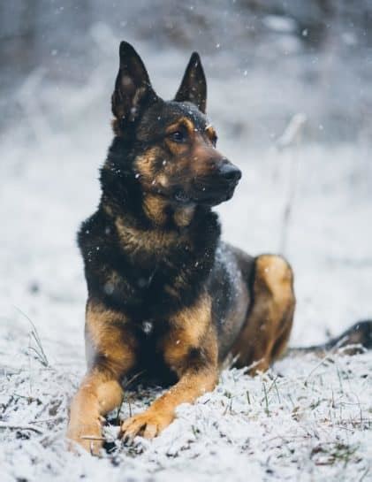 Belgian Malinois German Shepherd Mix: The German Malinois