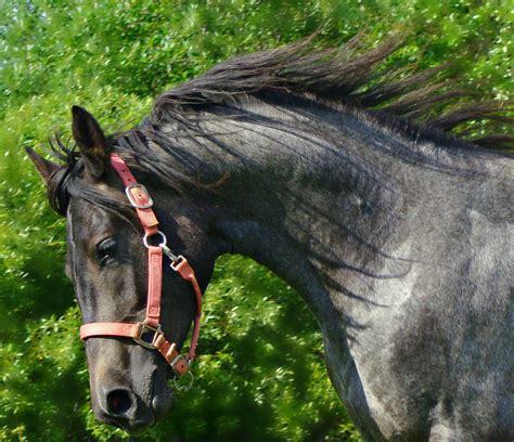 Horse Friesian Cross Barlee | Horses, Friesian, Animals