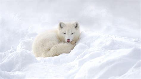 Share more than 56 art arctic fox wallpaper latest - in.cdgdbentre