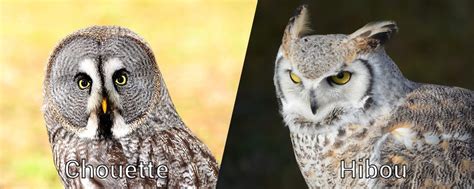 La Chouette et le Hibou Eric de La Brume Plume de Poète