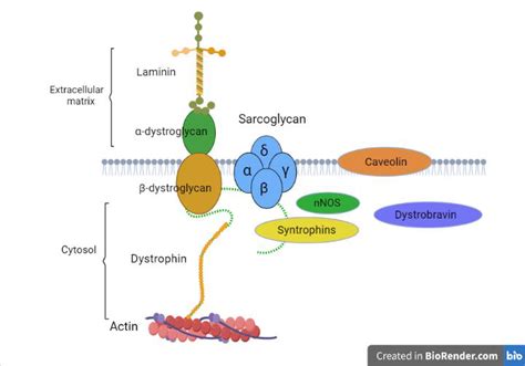 Organization Of The Dystrophin Associated Complex Schematic