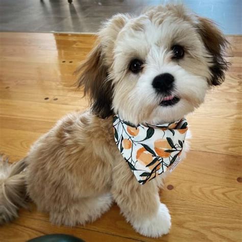 18 Adorable Maltese Mix Dog Breeds | Puppies Club