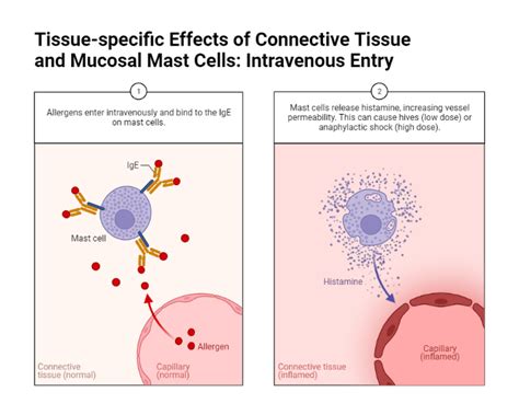 Tissue-specific Effects of Connective Tissue and Mucosal Mast Cells ...