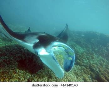 Manta Ray Feeding Over Coral Reef Stock Photo 414140143 | Shutterstock