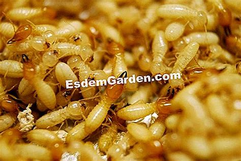 Larvas No Feijão Cru O Que Fazer - Larvas Brancas Devoraram Mudas De Feijão Verde Em Abril. O Que Fazer? 🌿 ...