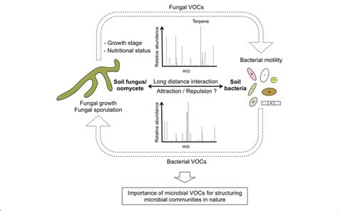 Role Of Volatile Organic Compounds Vocs In Fungal Bacterial Download Scientific Diagram