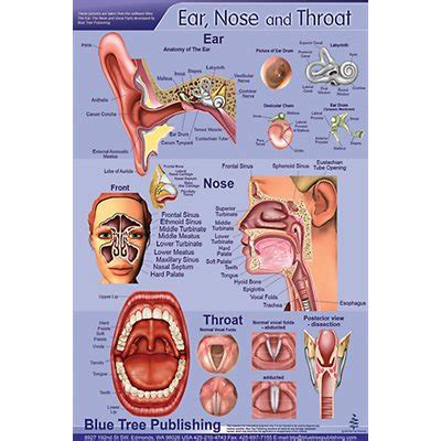 Ear And Throat Diagram