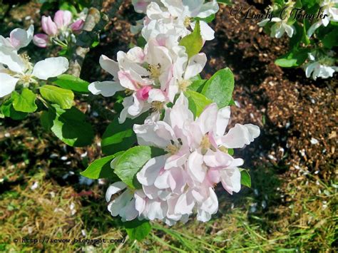 Apple Flower Malus Pumila