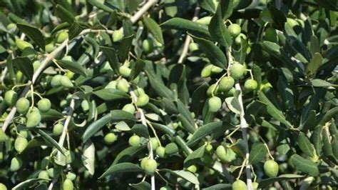 Yellowing Leaves On Olive Tree Comprehensive Guide