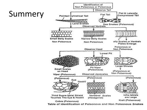 Poisonous and non poisonous snakes | PPTX