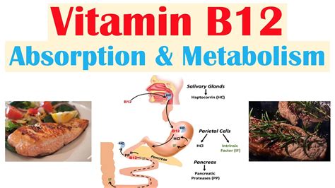 Vitamin B12 Absorption And Metabolism 2 Enzymes That Require Vitamin