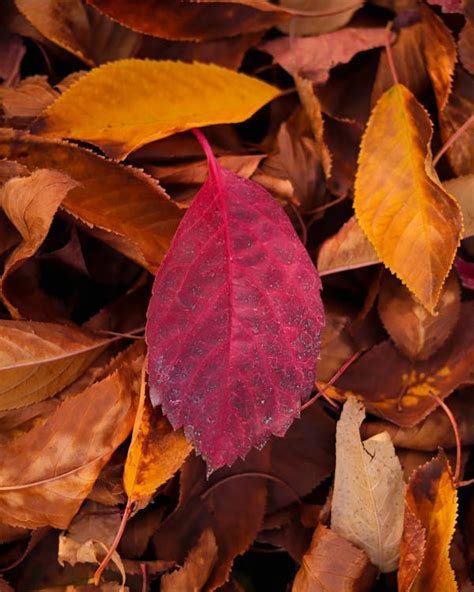 red leaf   pile  brown autumn leaves  stock photo