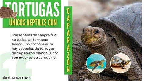 Caracter Sticas Informaci N Y Tipos De Tortugas