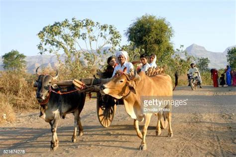 425 Indian Bullock Cart Stock Photos High Res Pictures And Images