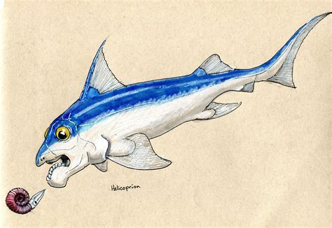 For Fossil fish week Helicoprion : r/Paleoart