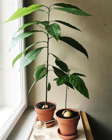 Kamerplanten Stekken Voor Beginners De Monstera Deliciosa Stekken Artofit