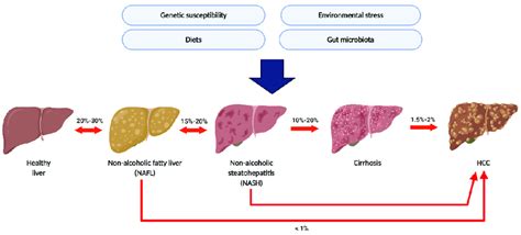 Liver Diagram Simple Figure 1 From Computational Exploration Of Liver