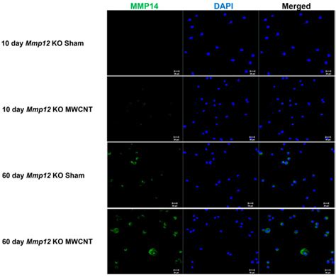 Ijms Free Full Text The M A Macrophage Phenotype Accompanies