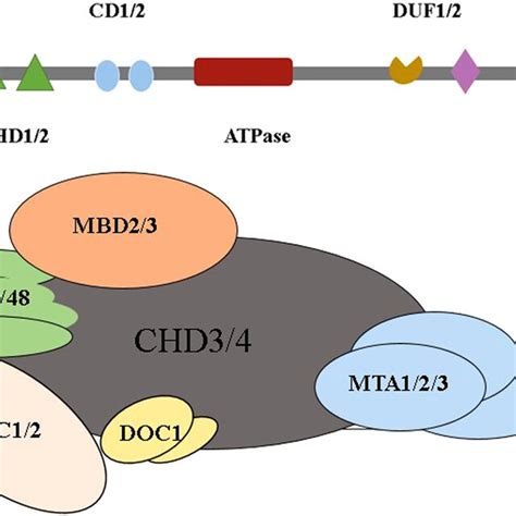 Structure Of Chd And Nucleosome Remodeling And Deacetylation Nurd