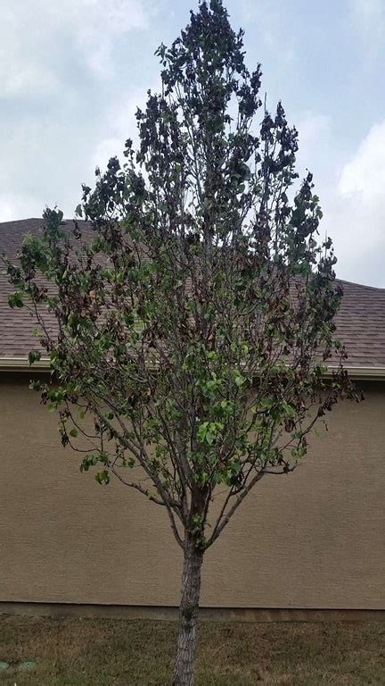 Fire Blight On Bradford Pear Trees / Sanitize all the tools used on ...