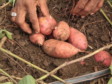 La Batata Aurora Un Alimento Delicioso Muy Apetecido En El Caribe