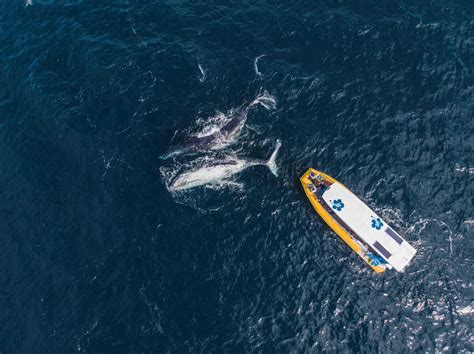 Noosa Wave Whale Dolphin Adventures Noosa Outrigger Beach Resort