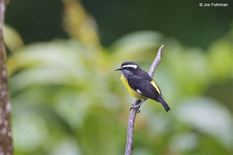 Bananaquit Joe Fuhrman Photography