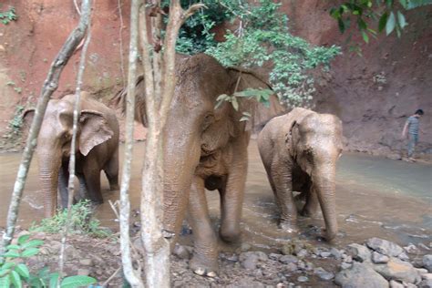 Elephant Sanctuary - Mondulkiri, Cambodia | Elephant sanctuary ...