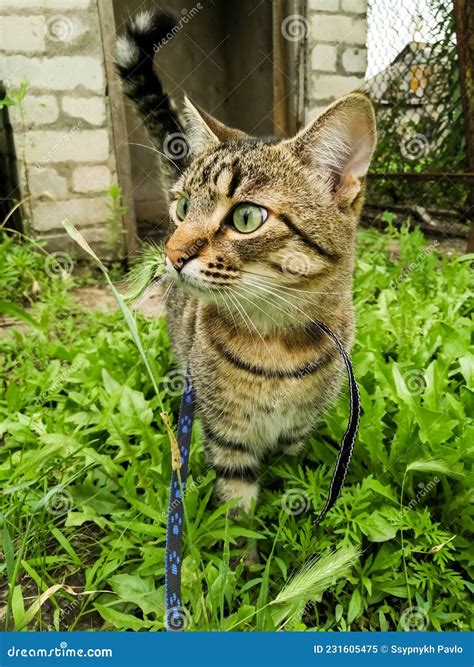 Striped Domestic Cat Walks on a Leash in the Yard Stock Image - Image