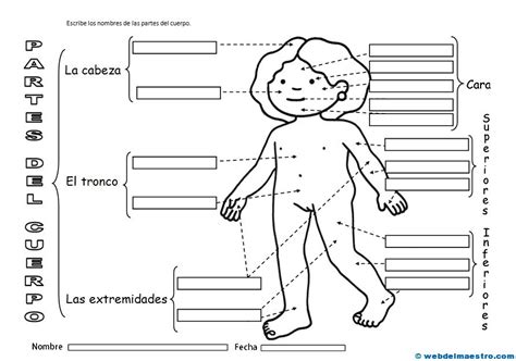 Cuerpo Humano Y Sus Partes Para Ni C3 83 C2 B1os Infoupdate Org