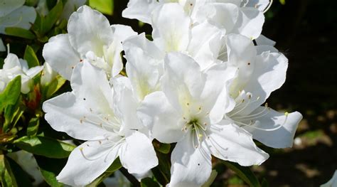 35 Different Types of Flowering Azalea Varieties