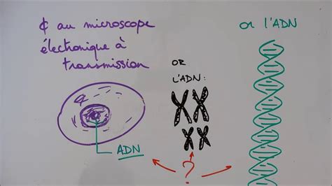 L Adn Dans La Cellule Youtube