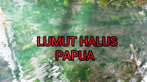 LUMUT HALUS DI PAPUAUMPAN IKAN NILA MUJAIRSUDAH TERUJI AMPUH