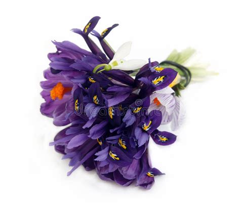 Bouquet of purple flowers stock photo. Image of iris, detail - 4561570