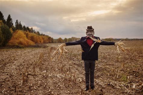 1,800+ Scarecrow Night Stock Photos, Pictures & Royalty-Free Images - iStock