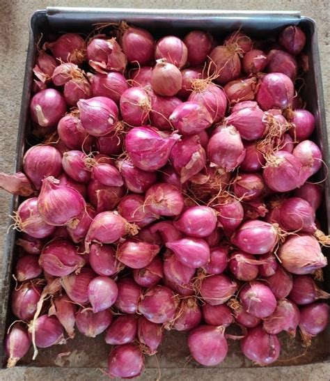 A Grade Maharashtra Fresh Shallots Red Onion Loose Onion Size