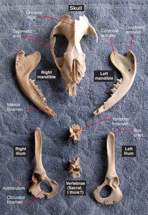 Opossum Skeleton Diagram