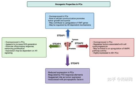 前列腺癌新靶点：steap1 知乎