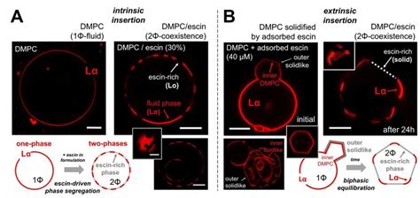 Fluorescence Microscopy Images Obtained On The Escin Insertion