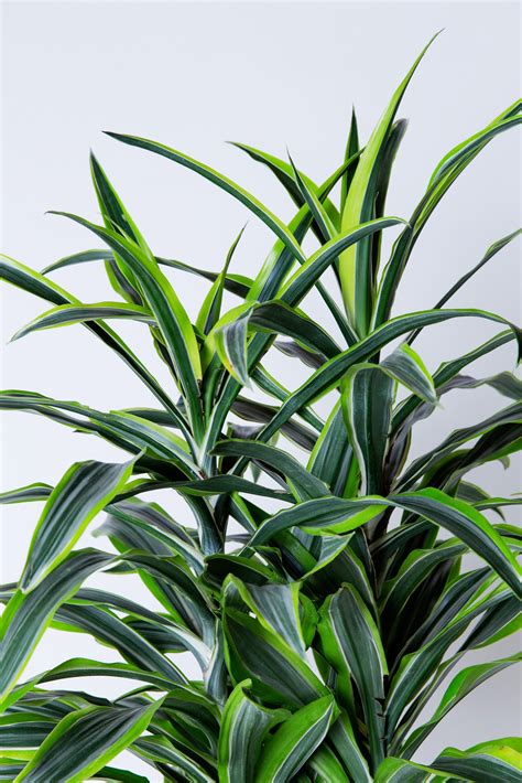 Striped Dracaena Plant Dracaena Warneckii Avs Lifestyle