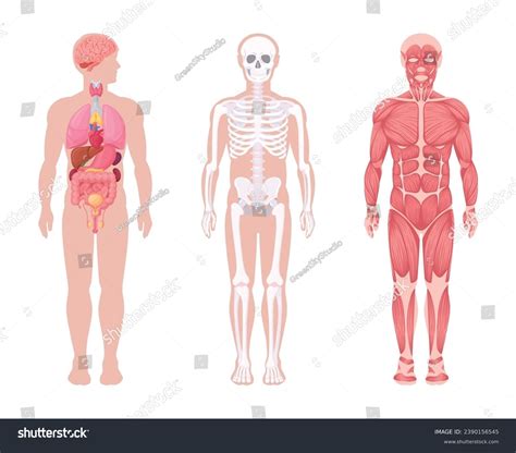 Human Body Systems Cartoon Internal Organs Stock Vector (Royalty Free ...