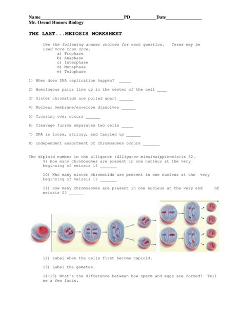 6 Last Meiosis Worksheet And Nondisjuction