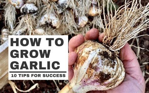 How To Grow Garlic A Growing Guide Grow Organic