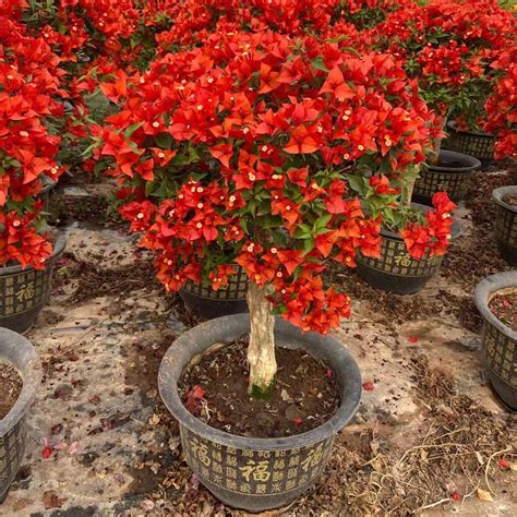 Mixed Colorful Dwarf Bougainvillea Flower Seeds For Planting Benih