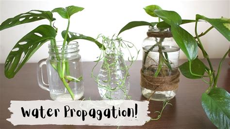 How To Propagate Plant Cuttings In Water Youtube