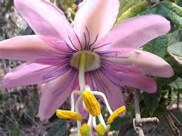 Pasiflora Sadnice Passiflora Pinnatistipula Isusova Kruna