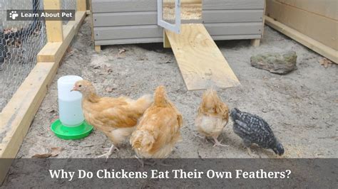 Why Do Chickens Eat Their Own Feathers 6 Clear Reasons 2024