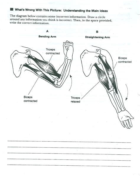 Skeletal System Worksheet Answers Muscular Worksheets Samples