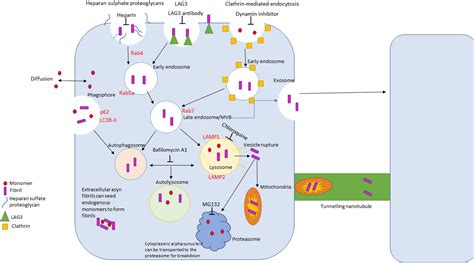 Frontiers The role of the endolysosomal pathway in α synuclein